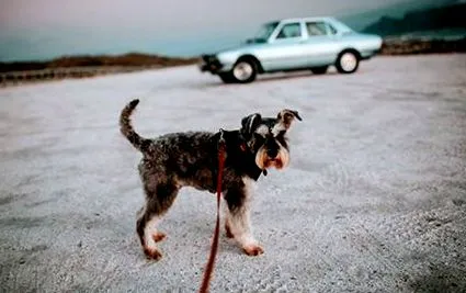 schnauzerek