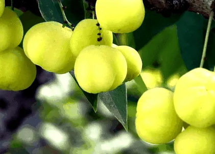 свойства