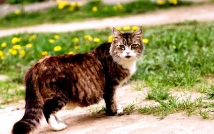 котки