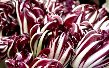 radicchio