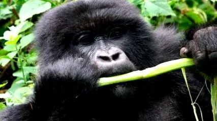 gorilla