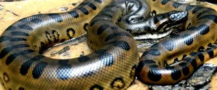 anaconda