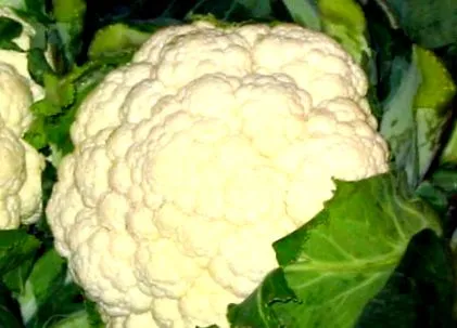 karfiol