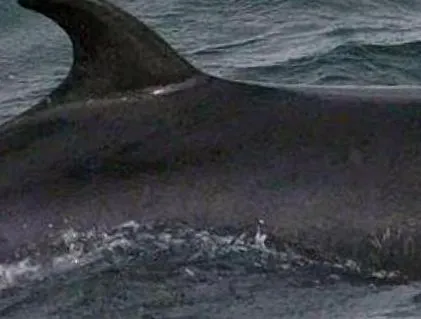 balaenoptera