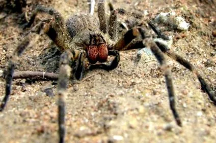 spider