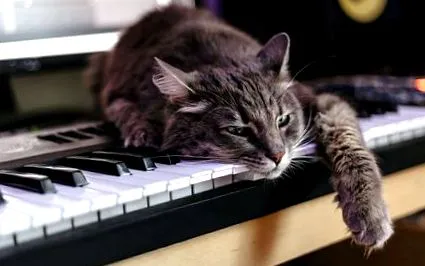 котки