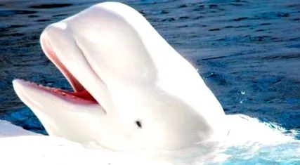 jellemzői