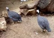 ecured ecured