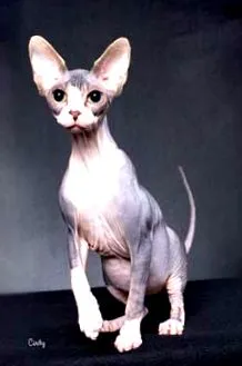 egzotikus