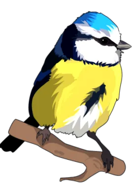 синигер