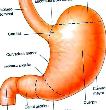 bizonyos típusú