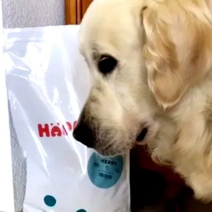 happets станьте