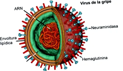 influenza nátha