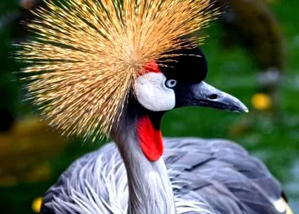 bioparc