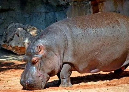 közös