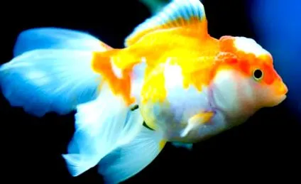 goldfish