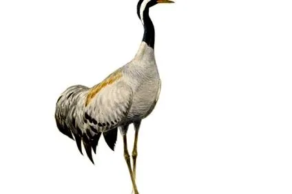 daru Grus