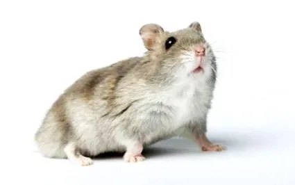 hörcsög