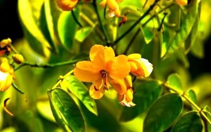 senna