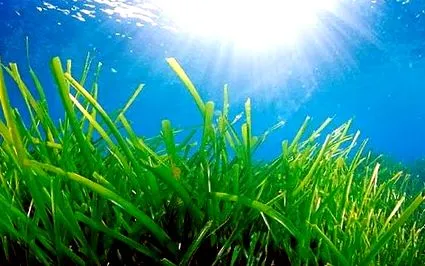 greenwichdiving
