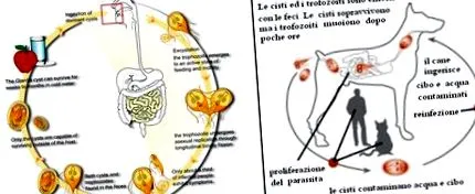 giardia