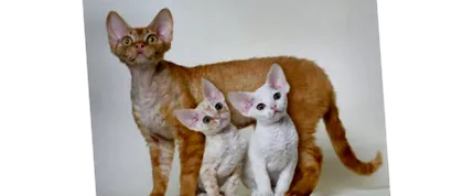 котка