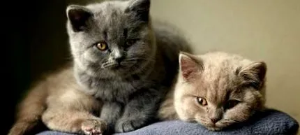котки