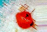 хребті