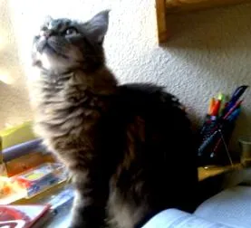 Maine Coon