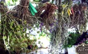 gyógytea Tisane