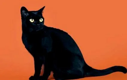 котка