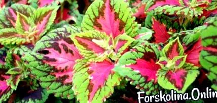 Coleus forskohlii