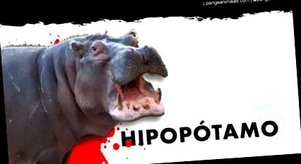 víziló