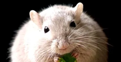 наука