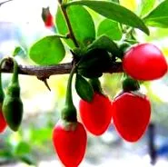 goji bogyók