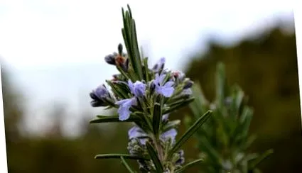 rosmarinus officinalis
