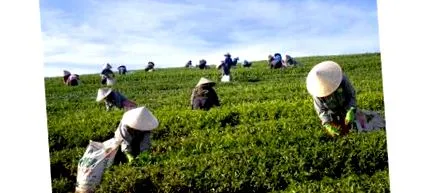 huerta
