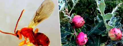 gall