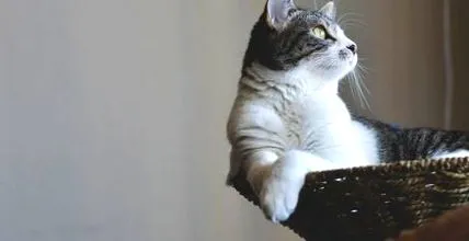 котка