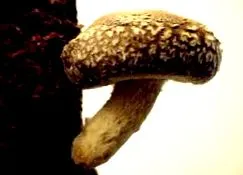 mycoplex