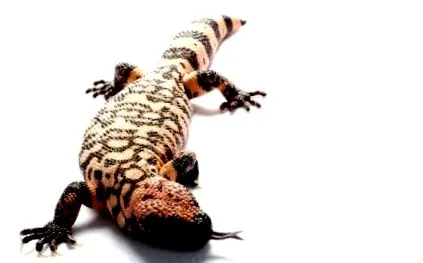 Gila Monster