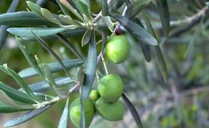 olajleny