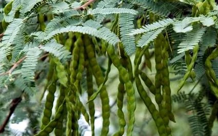 erősítésére mesquite