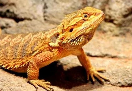hüllő