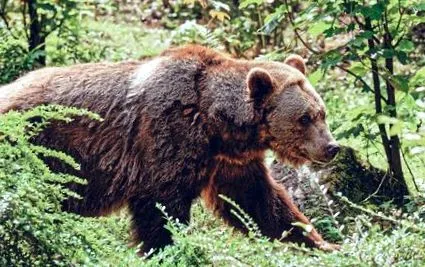 ursus