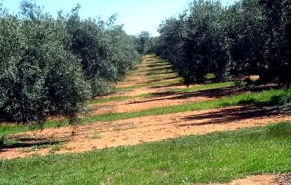 маслиновата