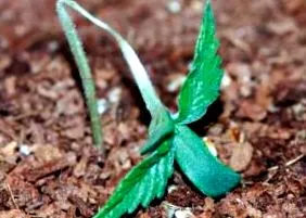 pythium