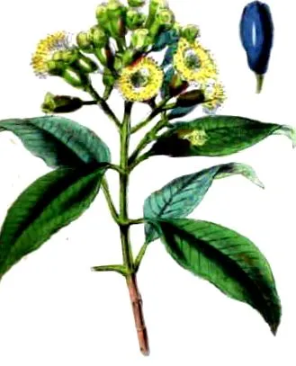 карамфил