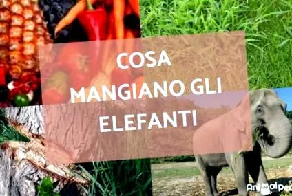 elefántok