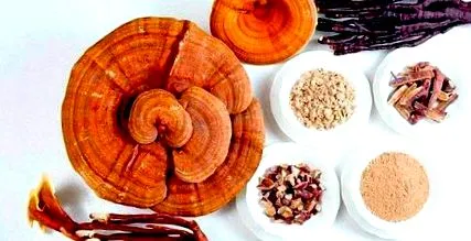 ganoderma